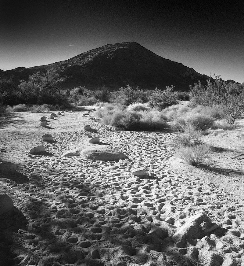 Joshua Tree Sand