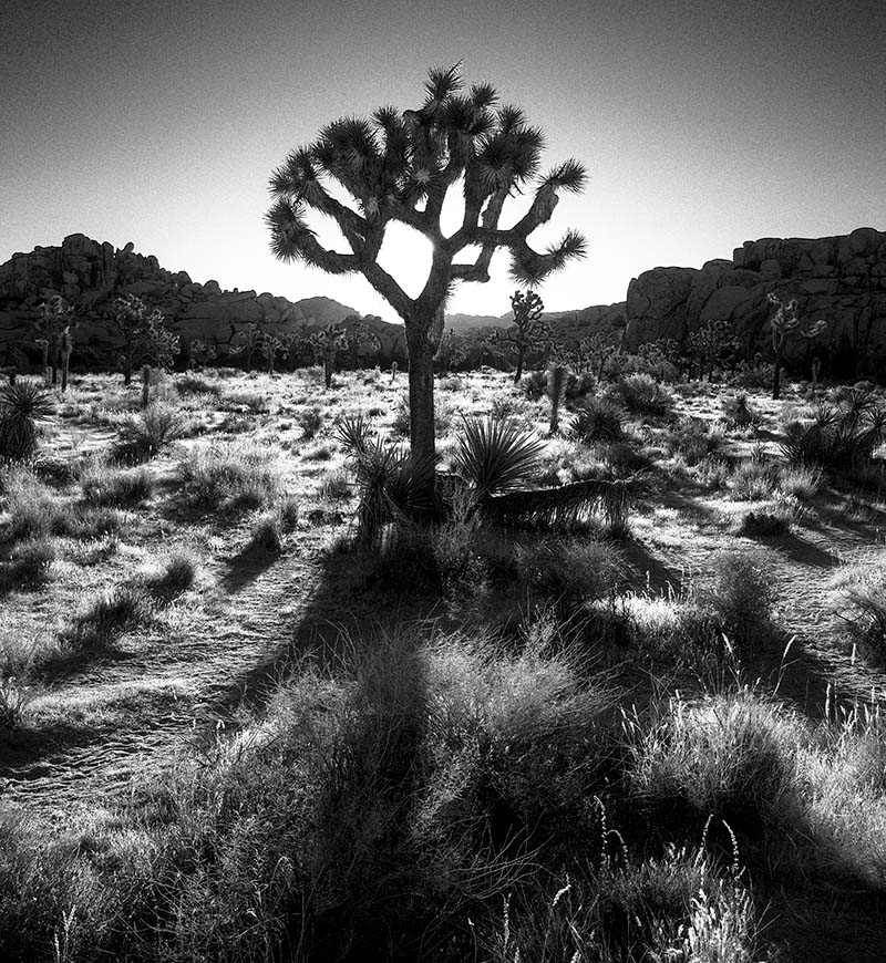 Joshua Tree Shadows