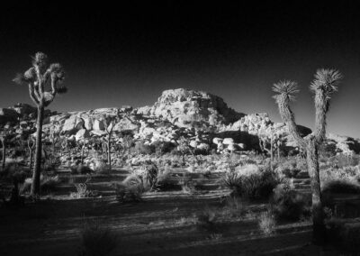 Joshua Tree, California