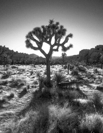 Joshua Tree National Park, California